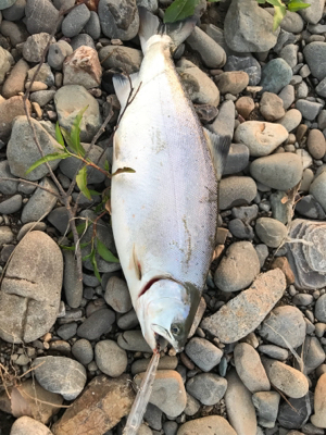 稚鮎パターン？