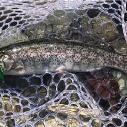 子供達とトラウト