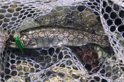 子供達とトラウト