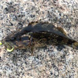 タケノコメバル