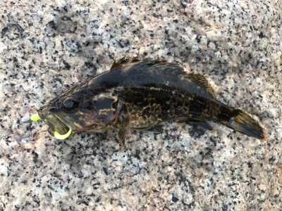 タケノコメバル