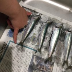 イワシの入れ食い