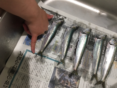 イワシの入れ食い