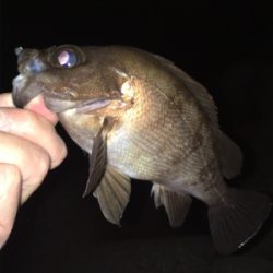 明石でメバリング