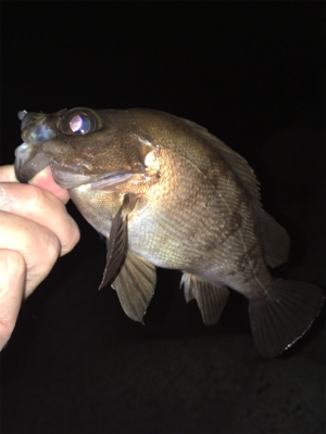 明石でメバリング