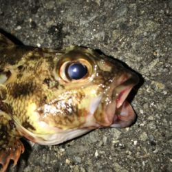 ワームでガシラ