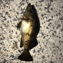 運良く釣れてくれました(笑)。