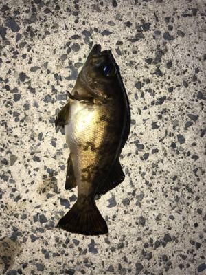 運良く釣れてくれました(笑)。