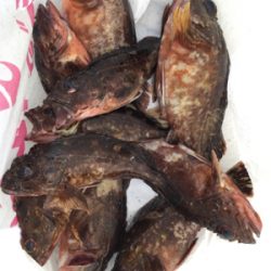 エビを撒けども渋い状態！ガシラは好調