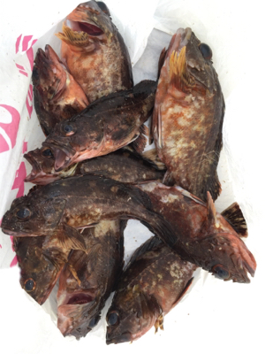 エビを撒けども渋い状態！ガシラは好調