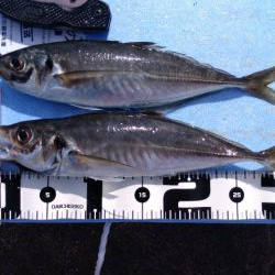 GW釣行 2日目 尺アジ絨毯