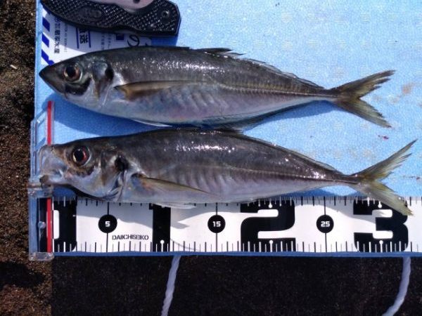 GW釣行 2日目 尺アジ絨毯