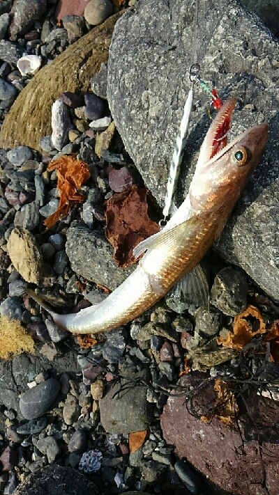 オオモンハタ！