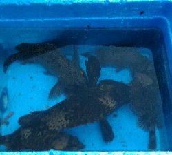 穴釣り、メバリング