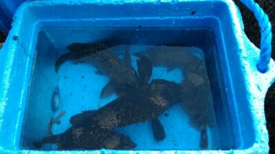 穴釣り、メバリング