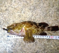 メバリングガシリング