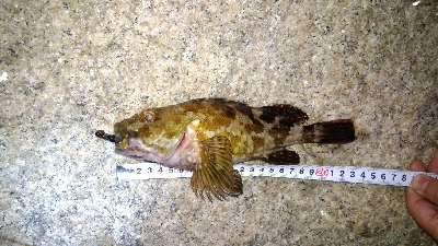 メバリングガシリング