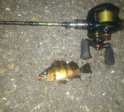 爆風メバリング