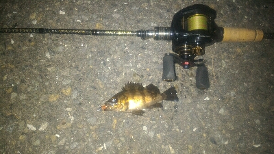 爆風メバリング