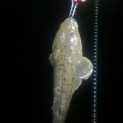 伊勢湾バケノコ捕獲作戦