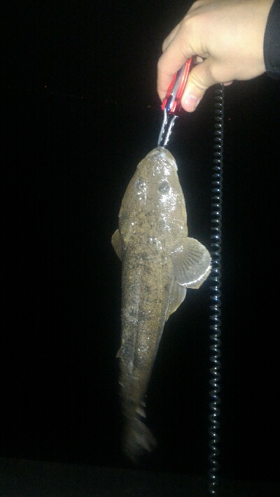 伊勢湾バケノコ捕獲作戦