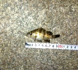 チビメバルチビガシラ