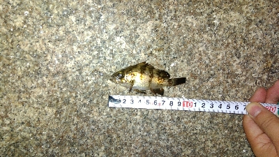 チビメバルチビガシラ