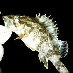 釣りのしやすい季節