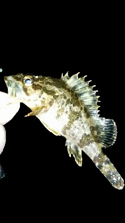 釣りのしやすい季節