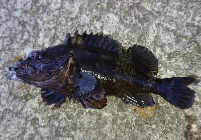 アジングロッドで