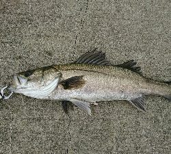 雨天前にシーバス