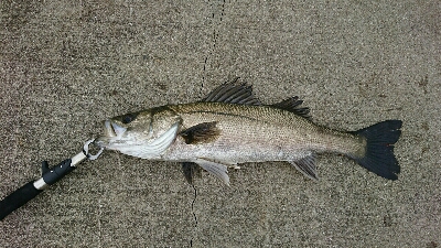 雨天前にシーバス
