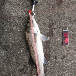 シーバストリオ完成