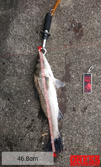 シーバストリオ完成