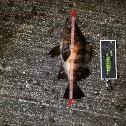 久しぶりのメバルちゃん