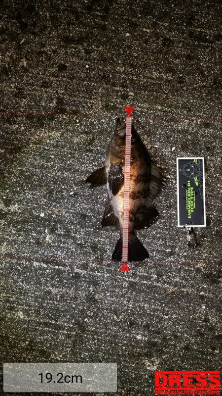 久しぶりのメバルちゃん