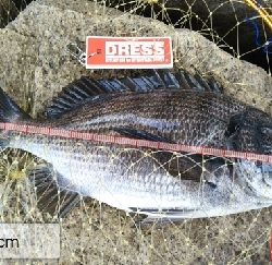 爆風の中、初釣果