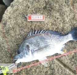 今日も懲りずにフカセチヌ