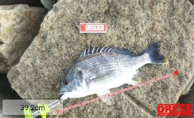 今日も懲りずにフカセチヌ