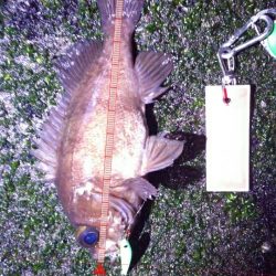 メバルプラッギング!