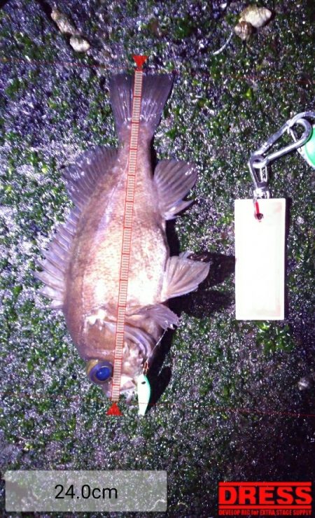 メバルプラッギング!