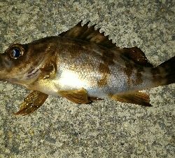 短時間メバリング