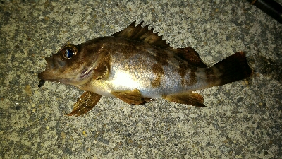 短時間メバリング