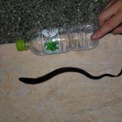 今年に入って！