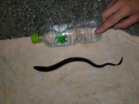 今年に入って！