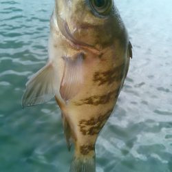 ひさびさの癒し～