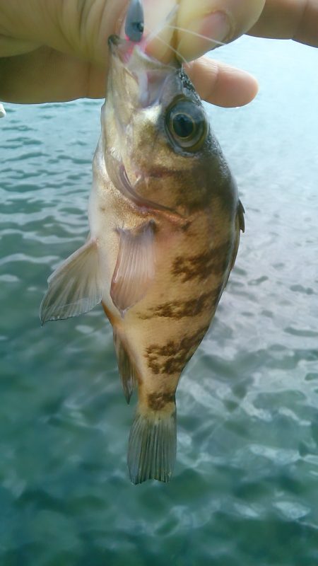 ひさびさの癒し～