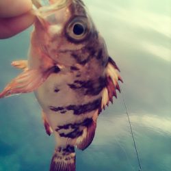 メバルは･・？