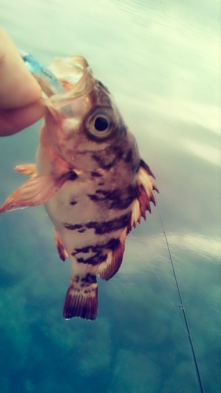 メバルは･・？