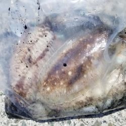 コウイカ釣りも楽しい